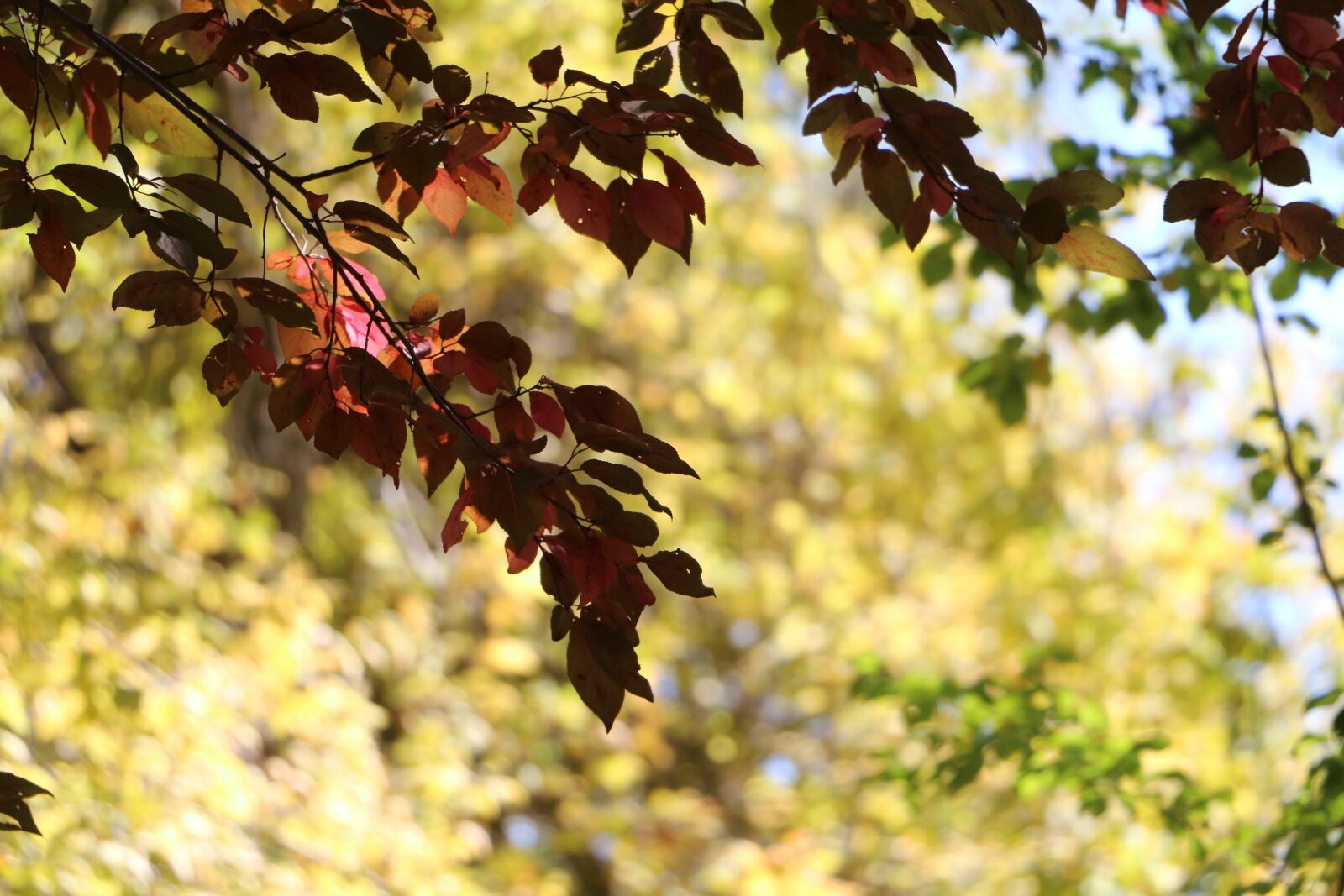 Canon EOS 70D sample photo. Trail, hiking, path photography
