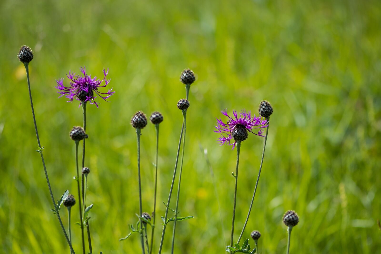 Nikon D7100 sample photo. Wigs malvaceae, flowers, wildflowers photography