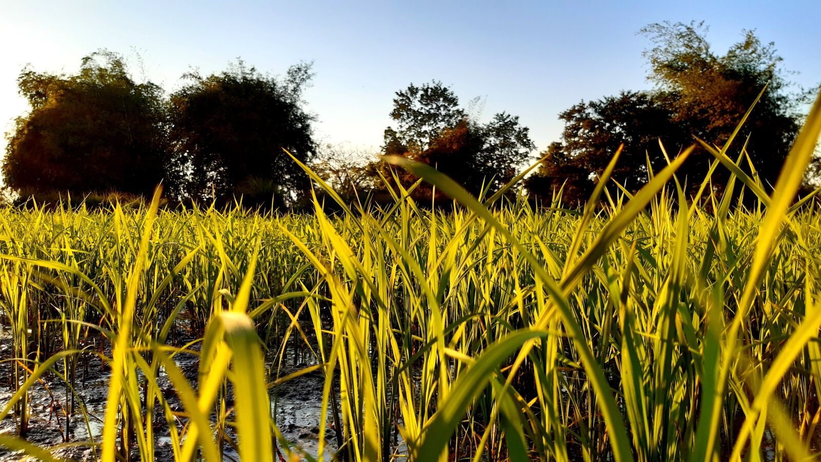 Samsung Galaxy A30 sample photo. Cornfield, tree, nature photography