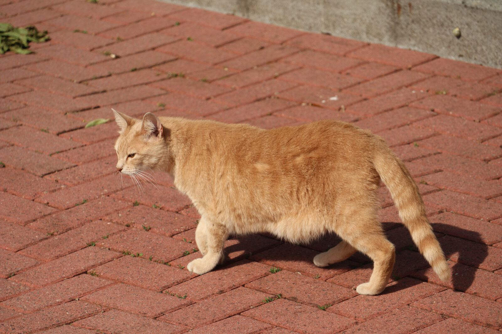 Canon EOS M5 + Canon EF-M 18-150mm F3.5-6.3 IS STM sample photo. Cat, female, mammal photography