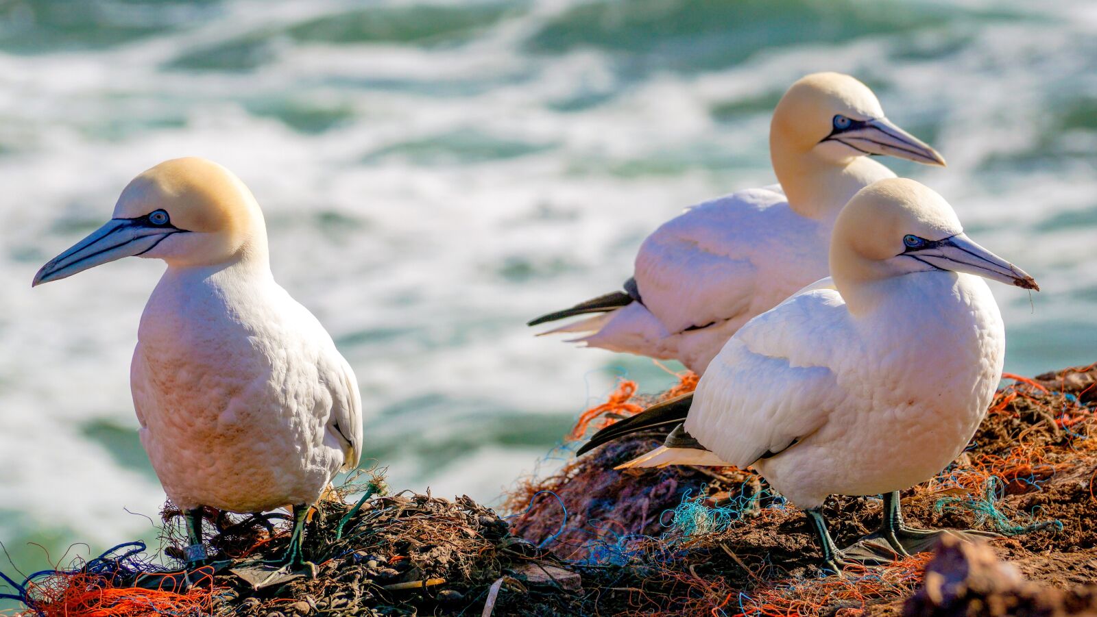 Sony DT 55-300mm F4.5-5.6 SAM sample photo. Northern gannet, sea bird photography