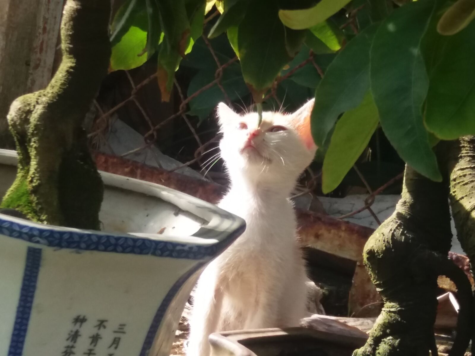 Samsung Galaxy J5 sample photo