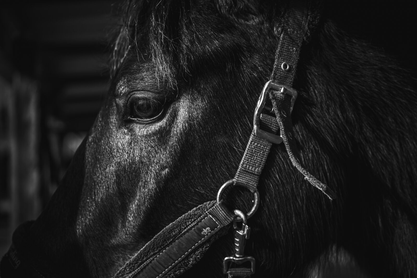 Fujifilm X-H1 sample photo. Horse, eye, bw photography