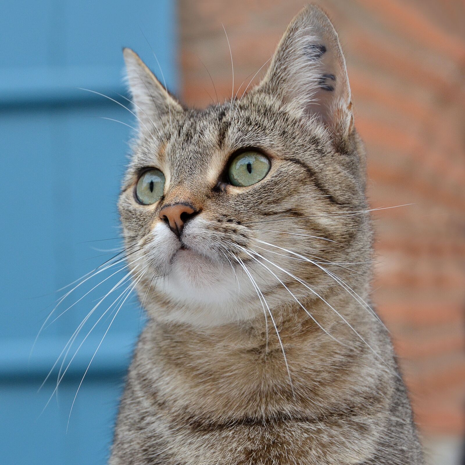 Nikon D7000 sample photo. Cat, domestic animal, feline photography