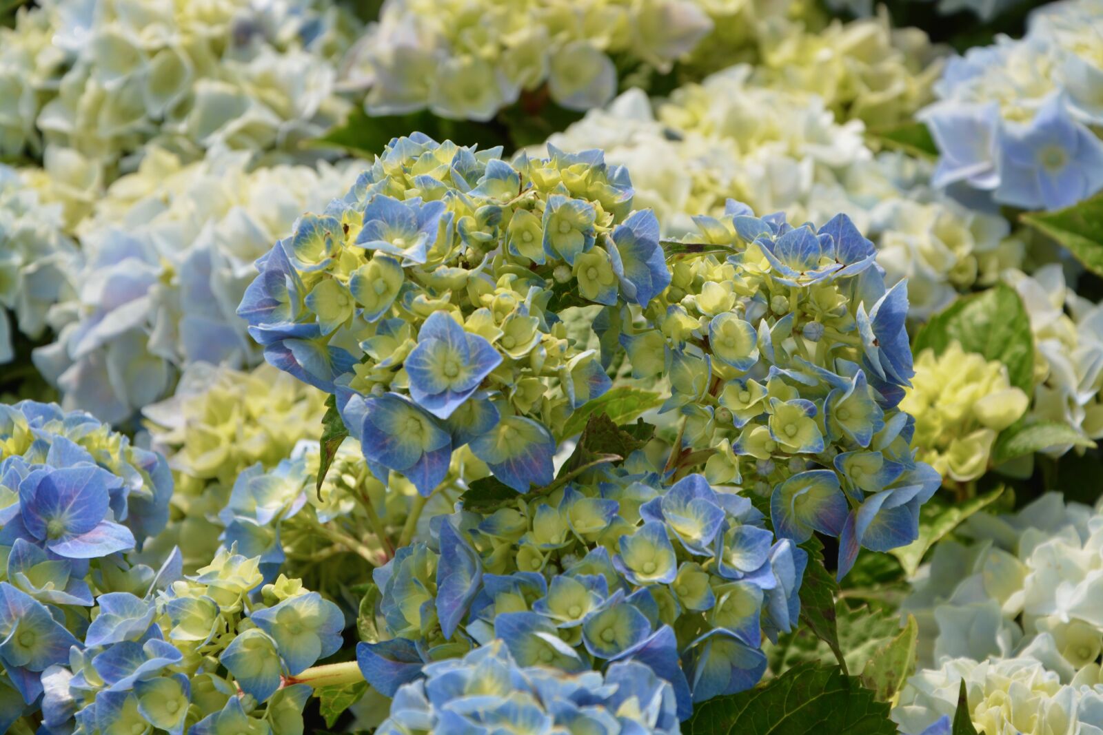 Nikon D5200 sample photo. Flower hydrangea, blue, garden photography