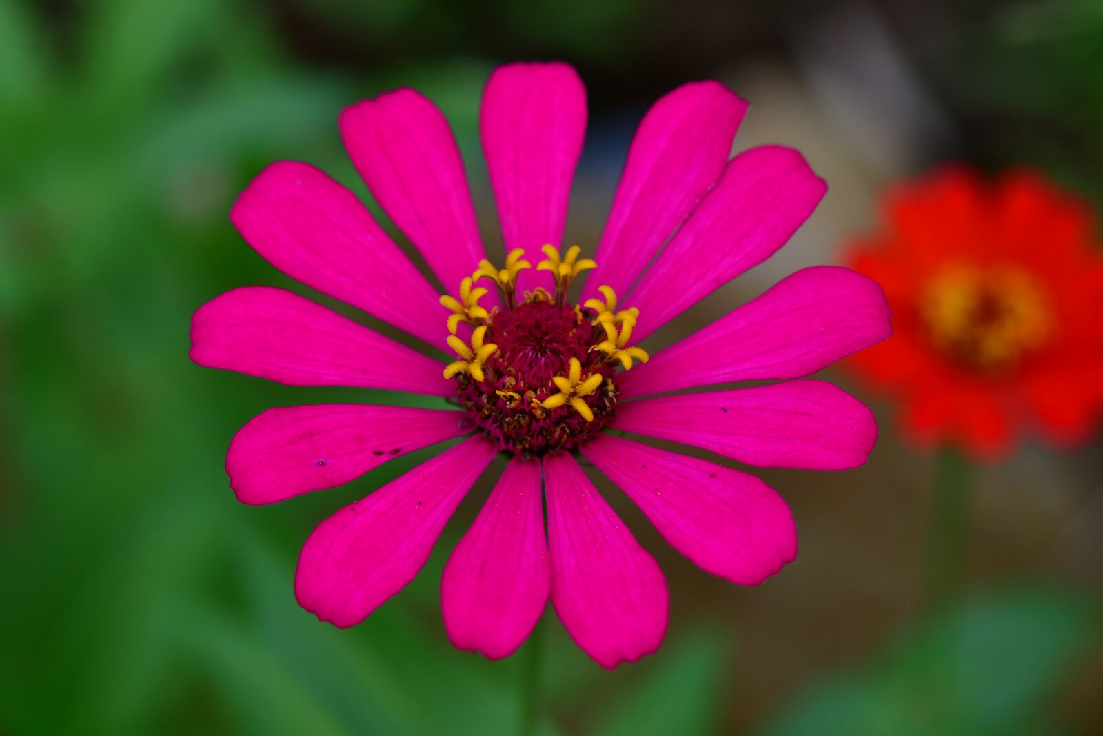 Nikon D500 sample photo. Zinnia flowers, red petals photography