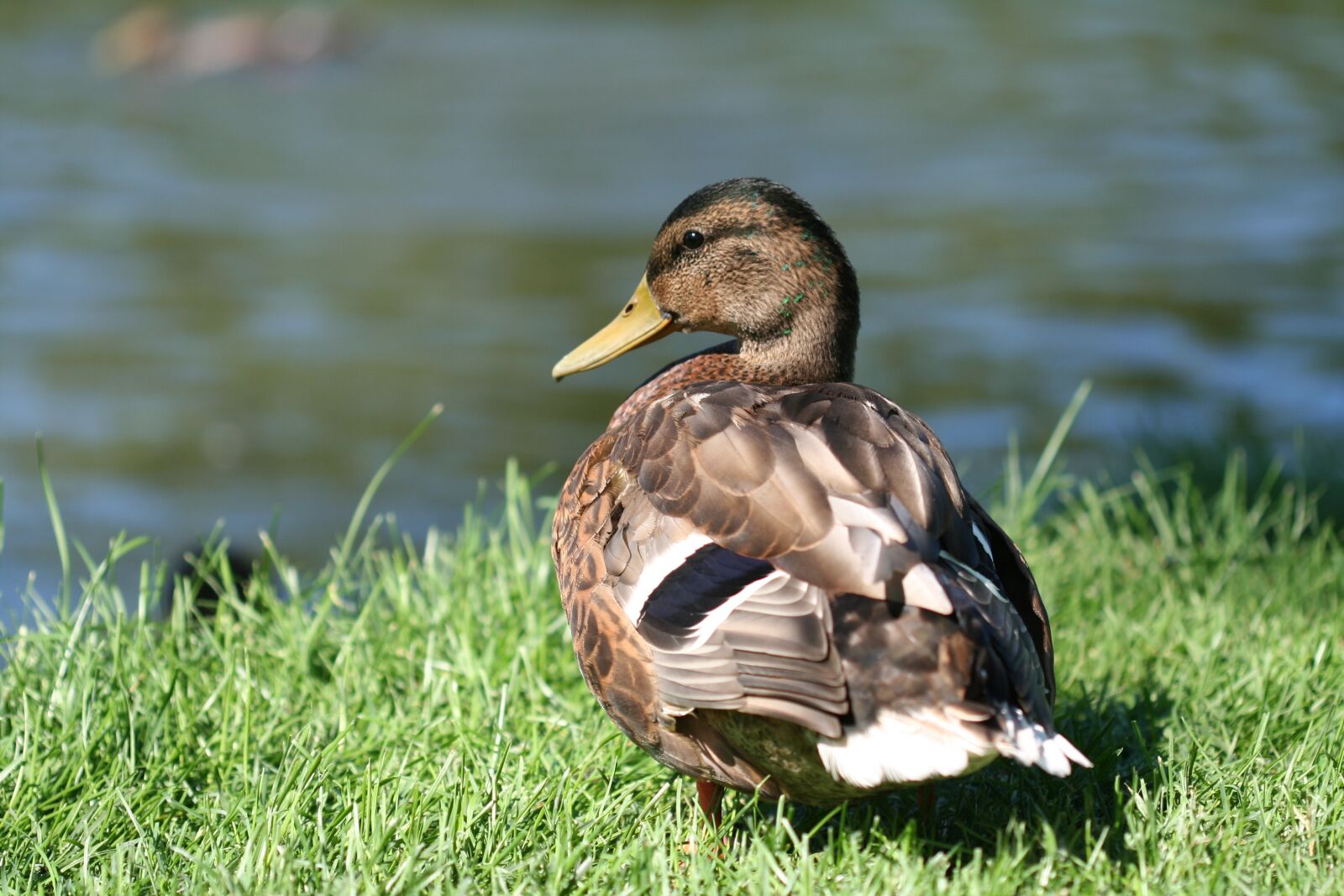 Canon EOS 350D (EOS Digital Rebel XT / EOS Kiss Digital N) sample photo. Mallard, bird, duck photography
