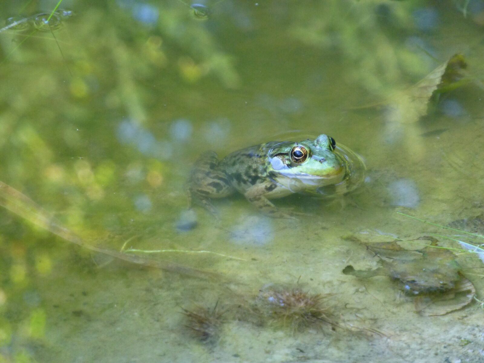 Panasonic DMC-ZS19 sample photo. Frog, pond, water photography