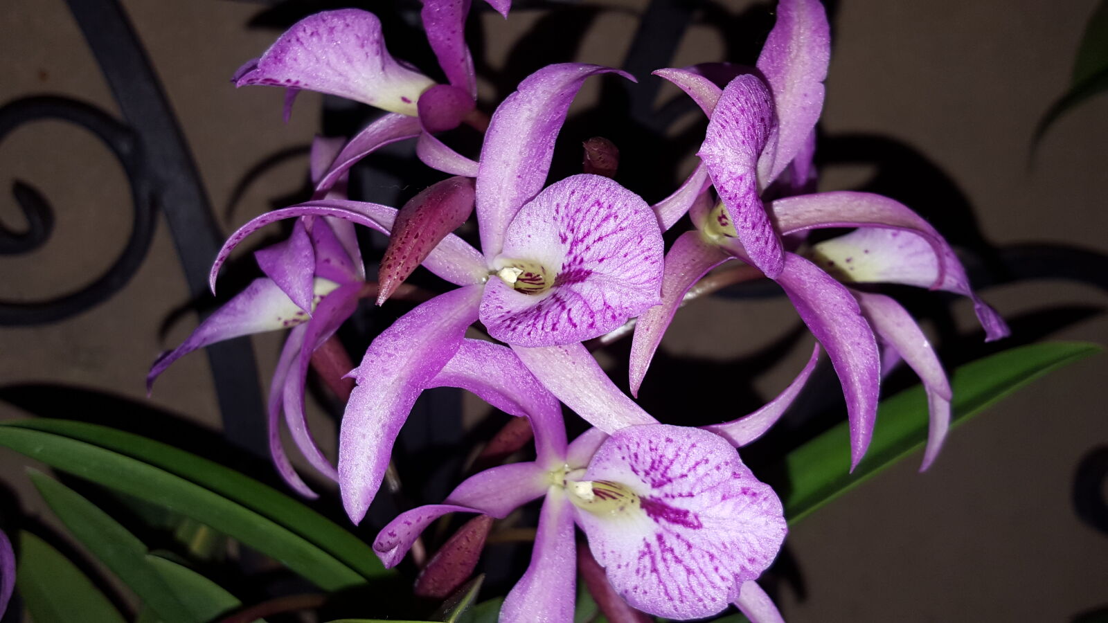 Samsung Galaxy S6 sample photo. Orchid, purple photography