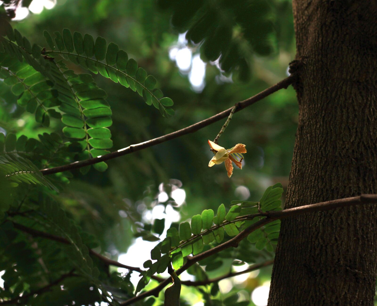 Canon EOS 50D sample photo. Nation, grow, plant photography