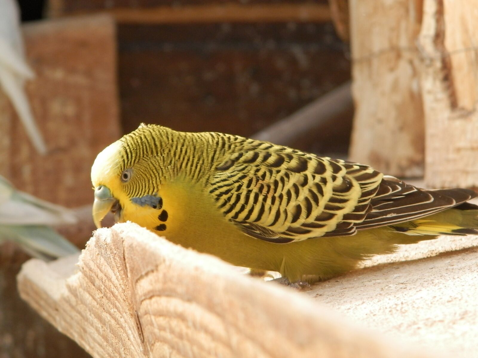 Olympus SP-620UZ sample photo. Bird, parakeet, parakeet corrugated photography