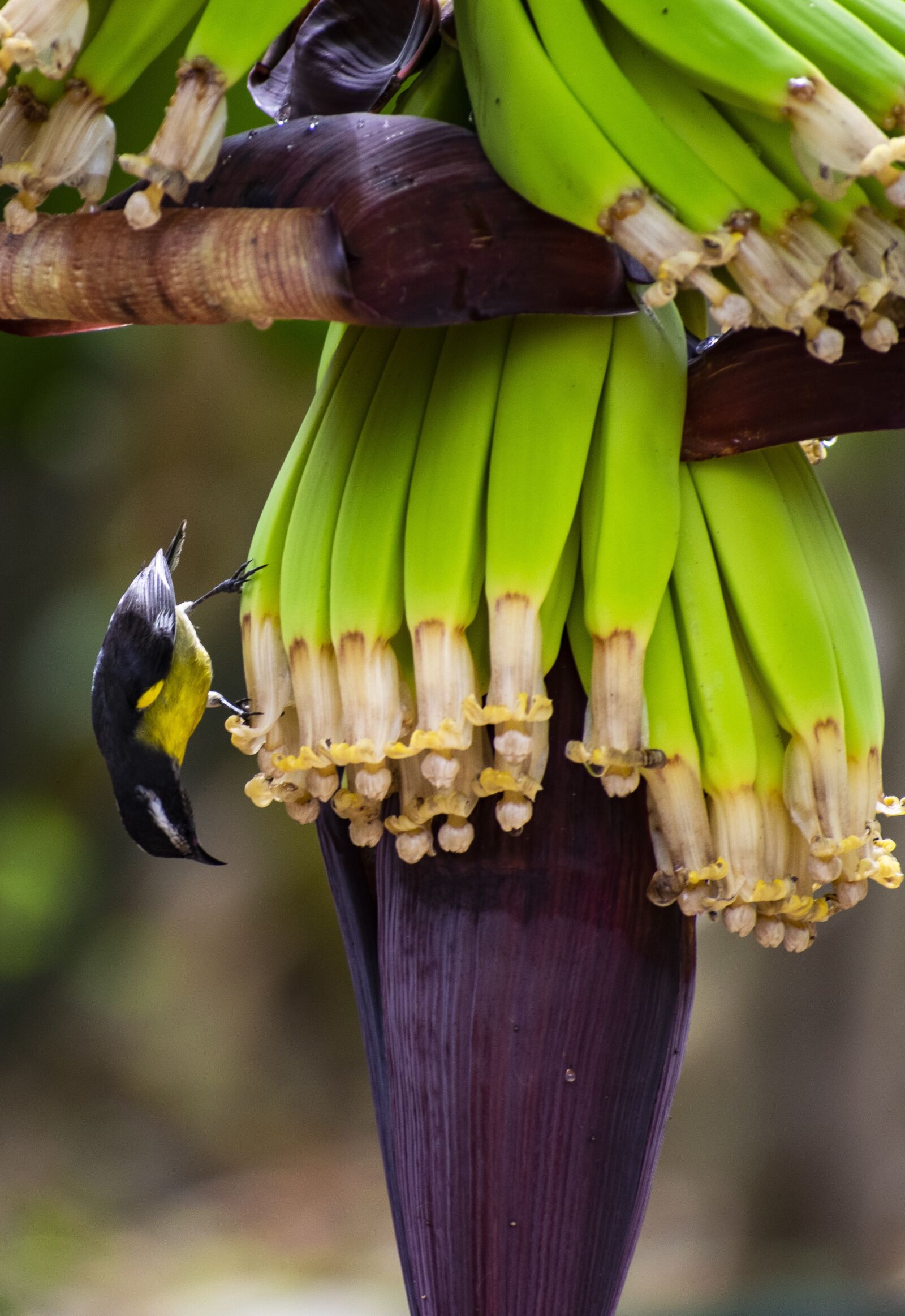 Nikon D5300 sample photo. Birds, nature, plumage photography