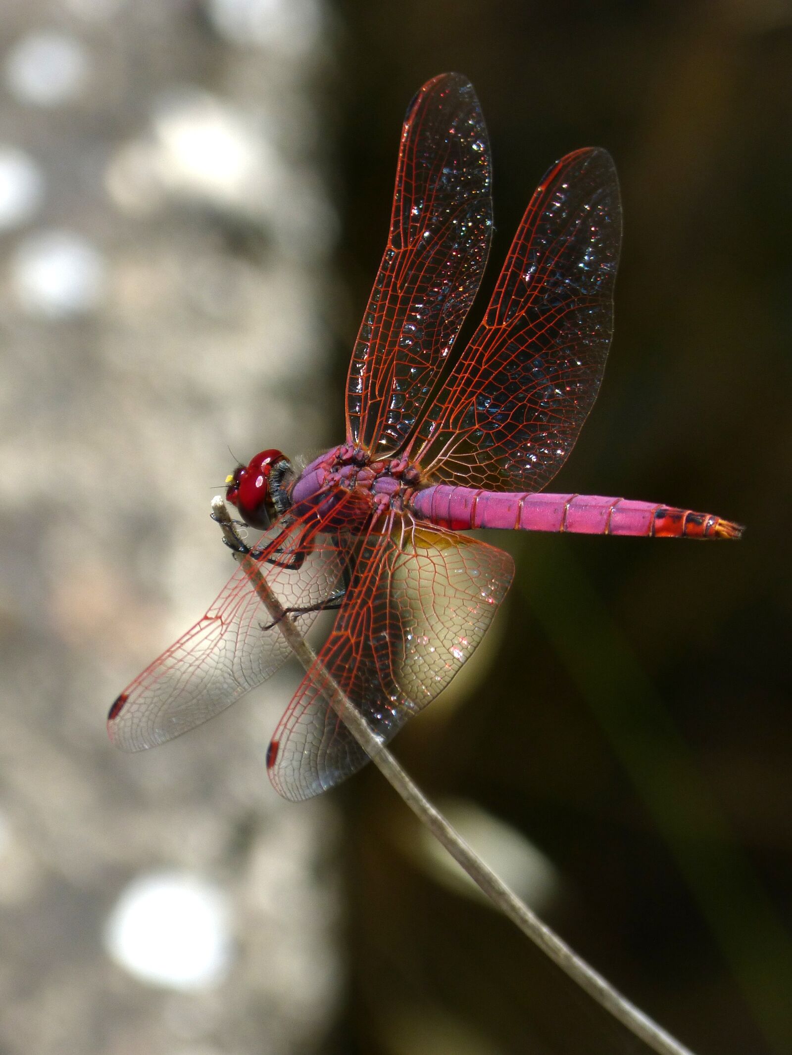 Panasonic DMC-FZ62 sample photo. Red dragonfly, pipe vinous photography