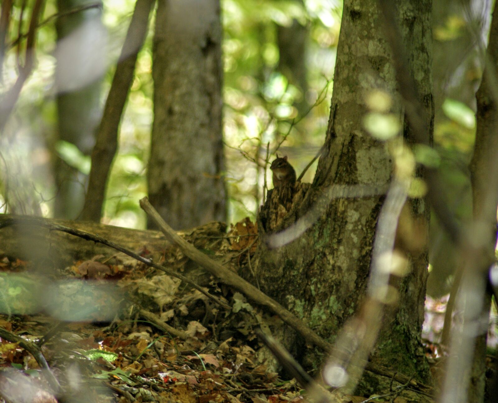 Sony Alpha DSLR-A200 sample photo. Chipmunk, woods, wildlife photography