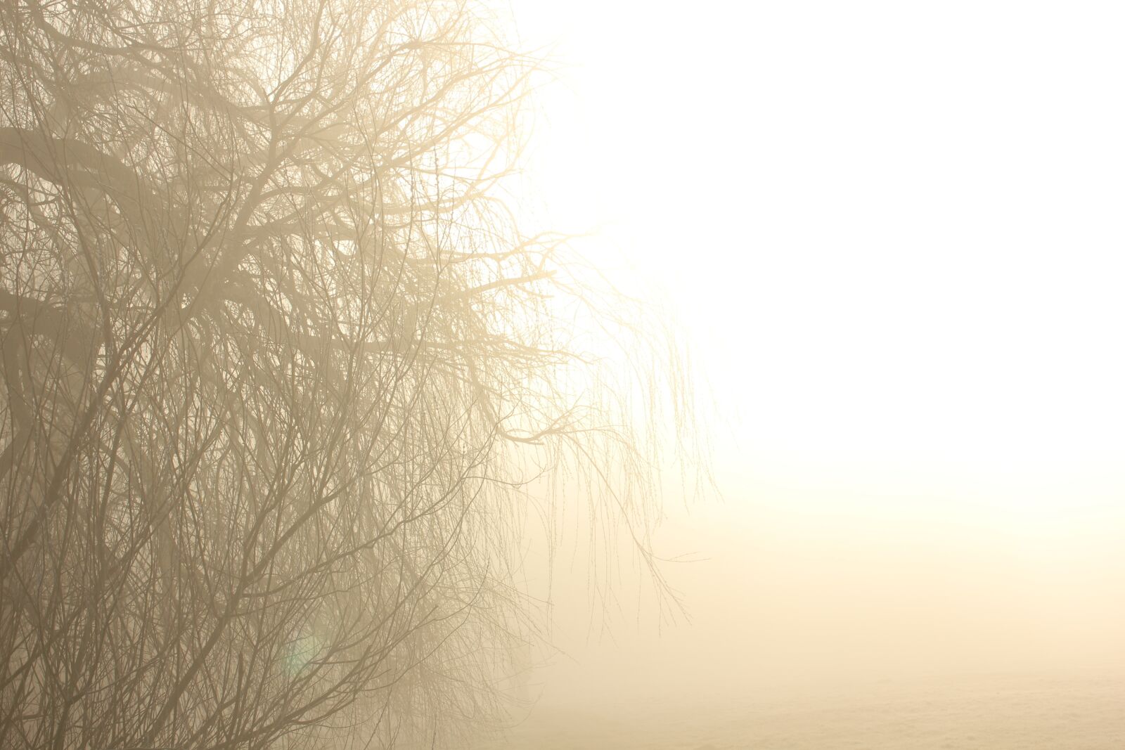 Canon EOS 550D (EOS Rebel T2i / EOS Kiss X4) sample photo. Fog, lake, sun photography