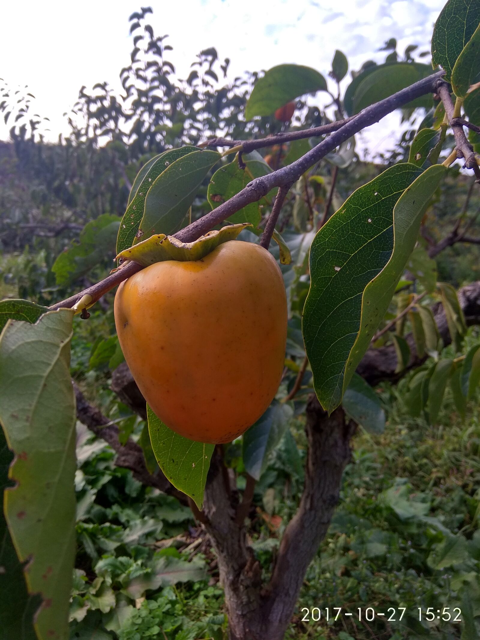 Xiaomi Redmi Note 4 sample photo