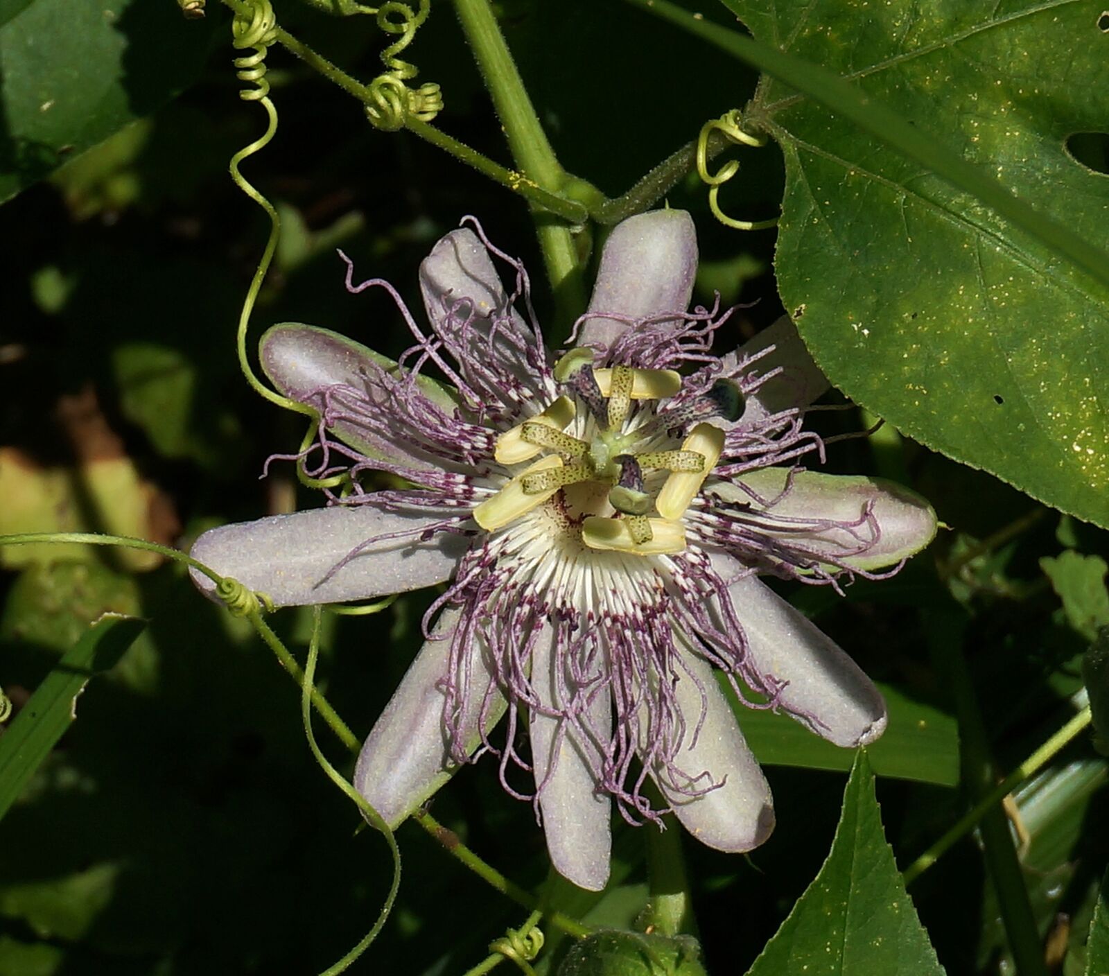 Sony Alpha NEX-5T sample photo. Passion flower, flower, wild photography