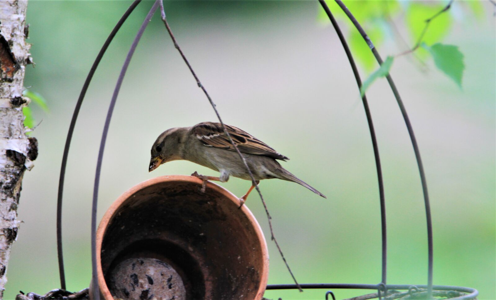 Tamron SP 150-600mm F5-6.3 Di VC USD sample photo. Sparrow, bird, songbird photography