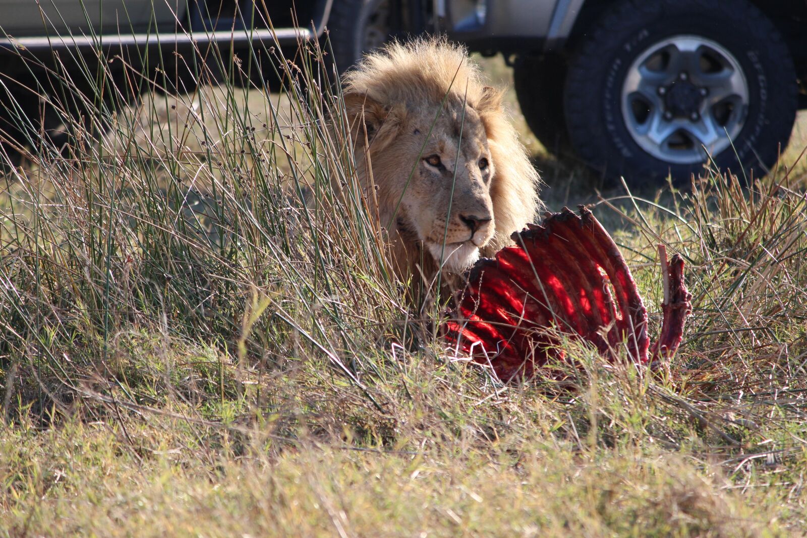 Canon EOS 650D (EOS Rebel T4i / EOS Kiss X6i) + Canon EF-S 55-250mm F4-5.6 IS II sample photo. Lion, kill, africa photography