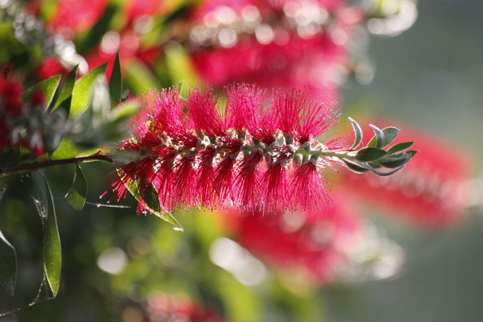 Canon EOS 550D (EOS Rebel T2i / EOS Kiss X4) sample photo. Bottlebrush, exotic flower, callistemon photography