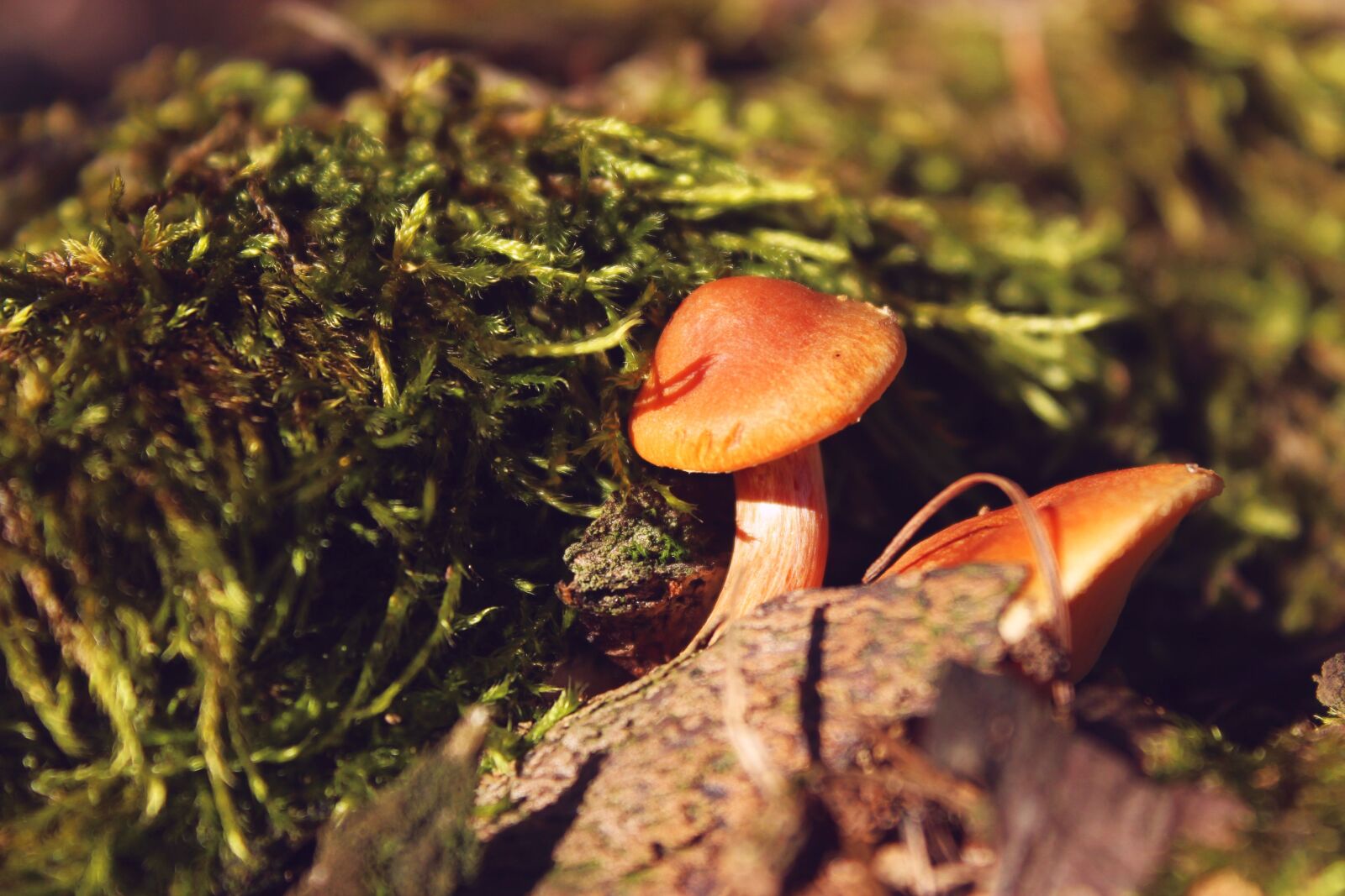 Canon EOS 700D (EOS Rebel T5i / EOS Kiss X7i) sample photo. Mushrooms, fairy tales, forest photography