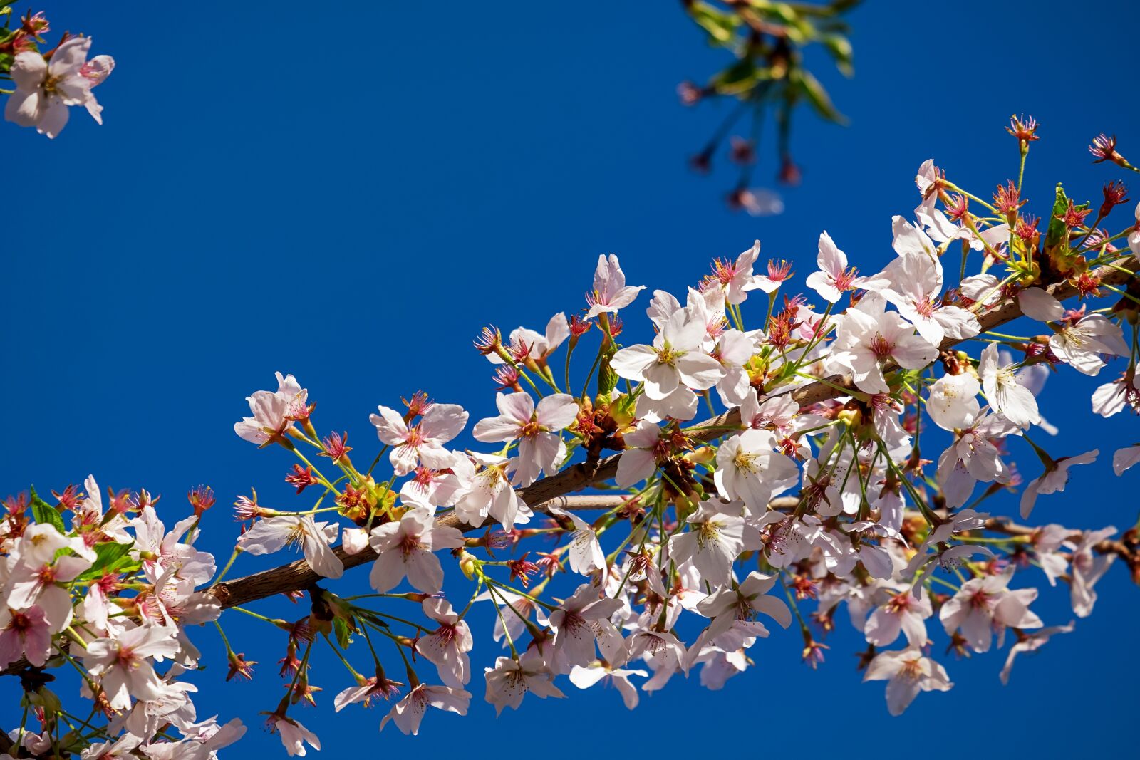 Fujifilm XF 55-200mm F3.5-4.8 R LM OIS sample photo. Japanese cherry trees, blossom photography