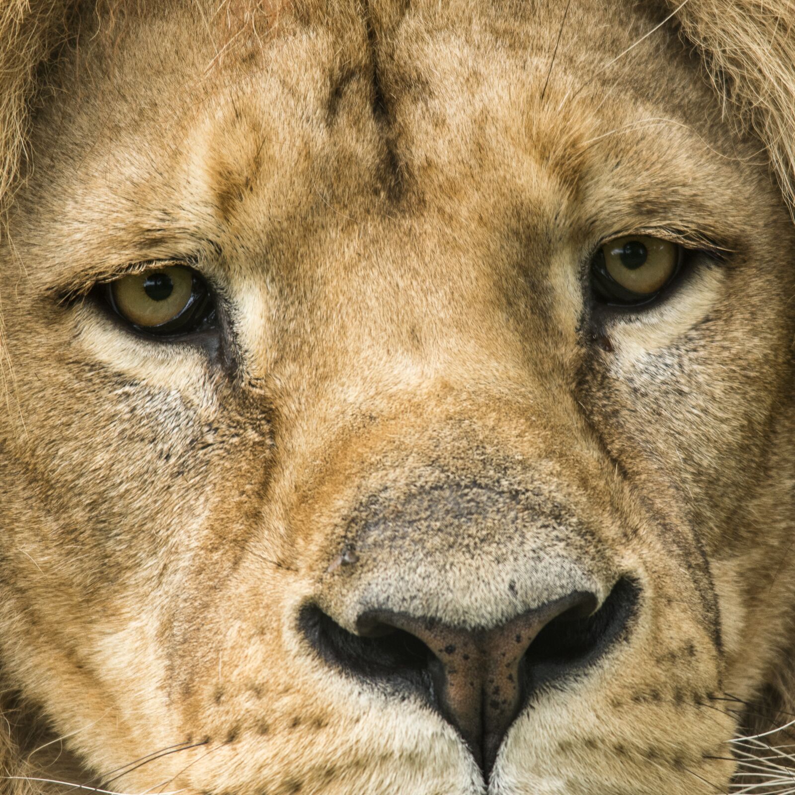 Nikon D5600 sample photo. Lion, tawny, predator photography