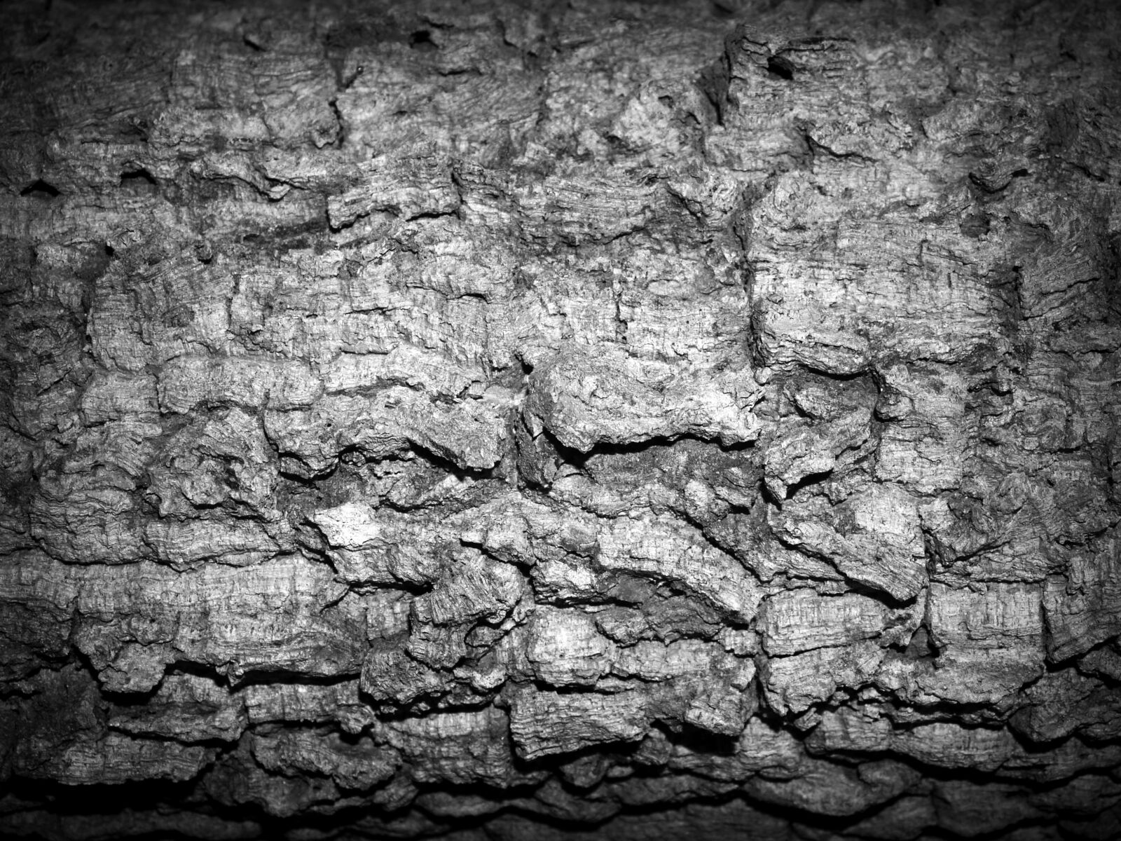 Olympus E-300 (EVOLT E-300) sample photo. Black, and, white, monochrome photography