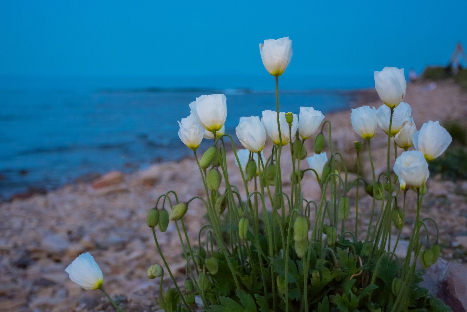 Nikon D7100 sample photo. Poppy, bloom, white photography