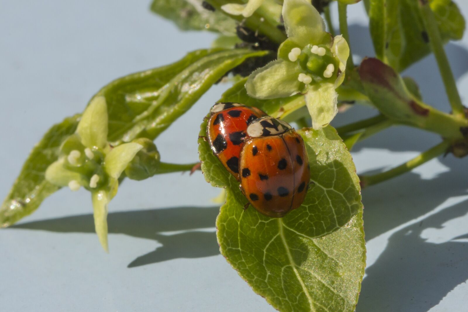 Canon EOS 7D + Canon TAMRON SP 90mm F/2.8 Di VC USD MACRO1:1 F004 sample photo. Ladybug, lucky charm, pairing photography