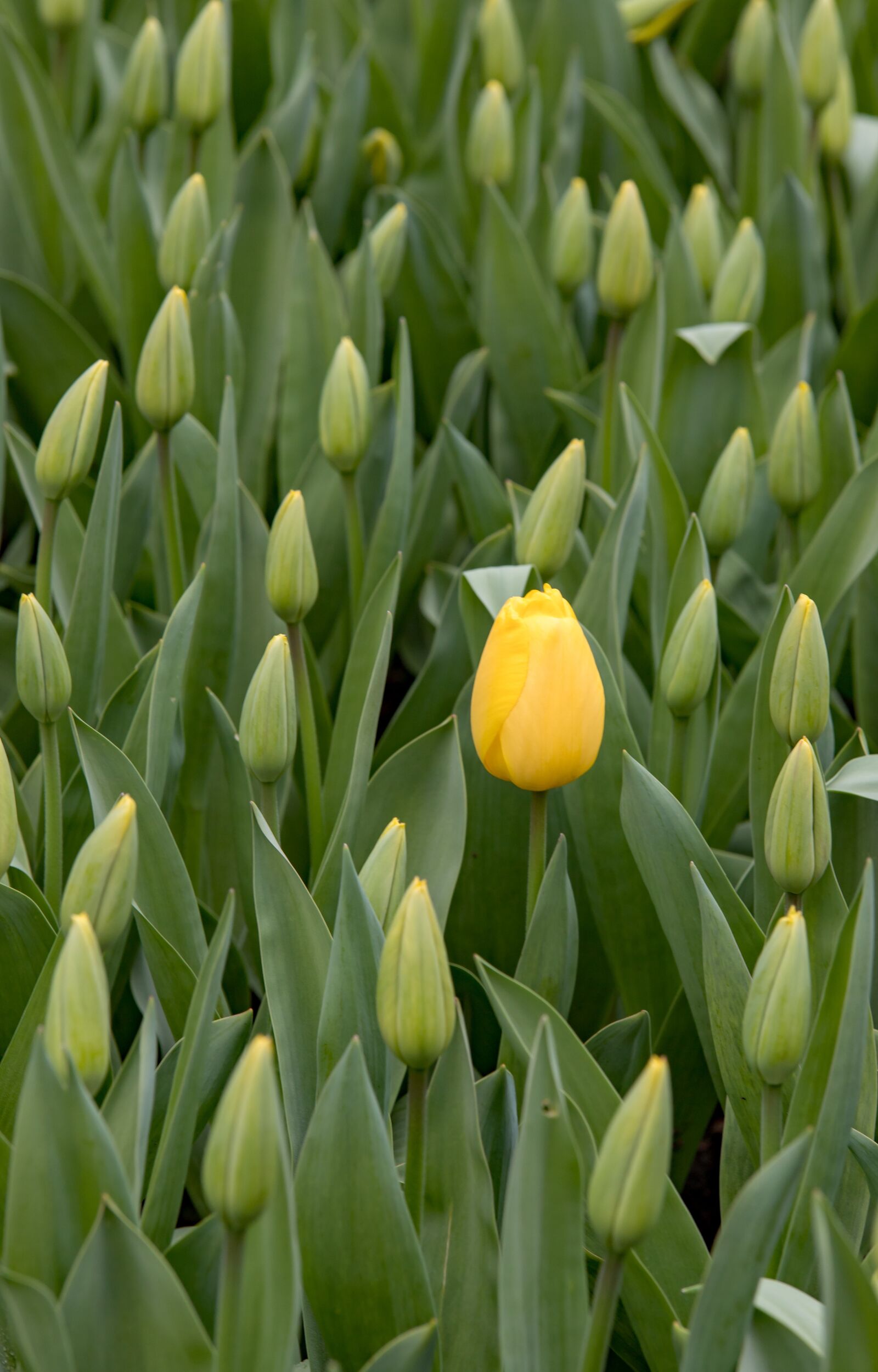 Canon EOS 6D Mark II sample photo. Keukenhof, lisse, holland photography