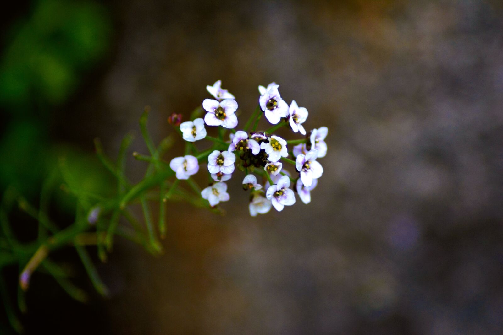 Nikon D5200 sample photo. Flower, white, green photography