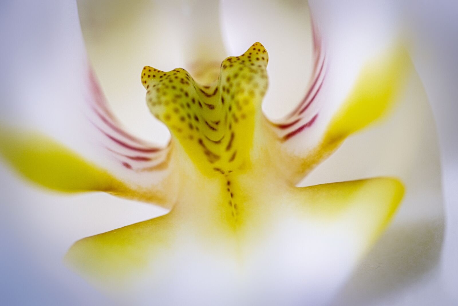 Panasonic Lumix DMC-G1 sample photo. Orchid, flower, blossom photography