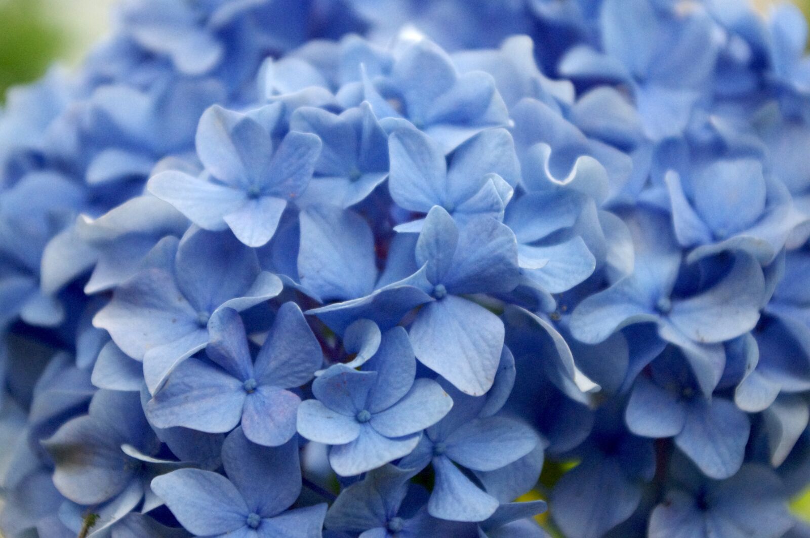 Pentax K-r sample photo. Hydrangea, flower, bloom photography