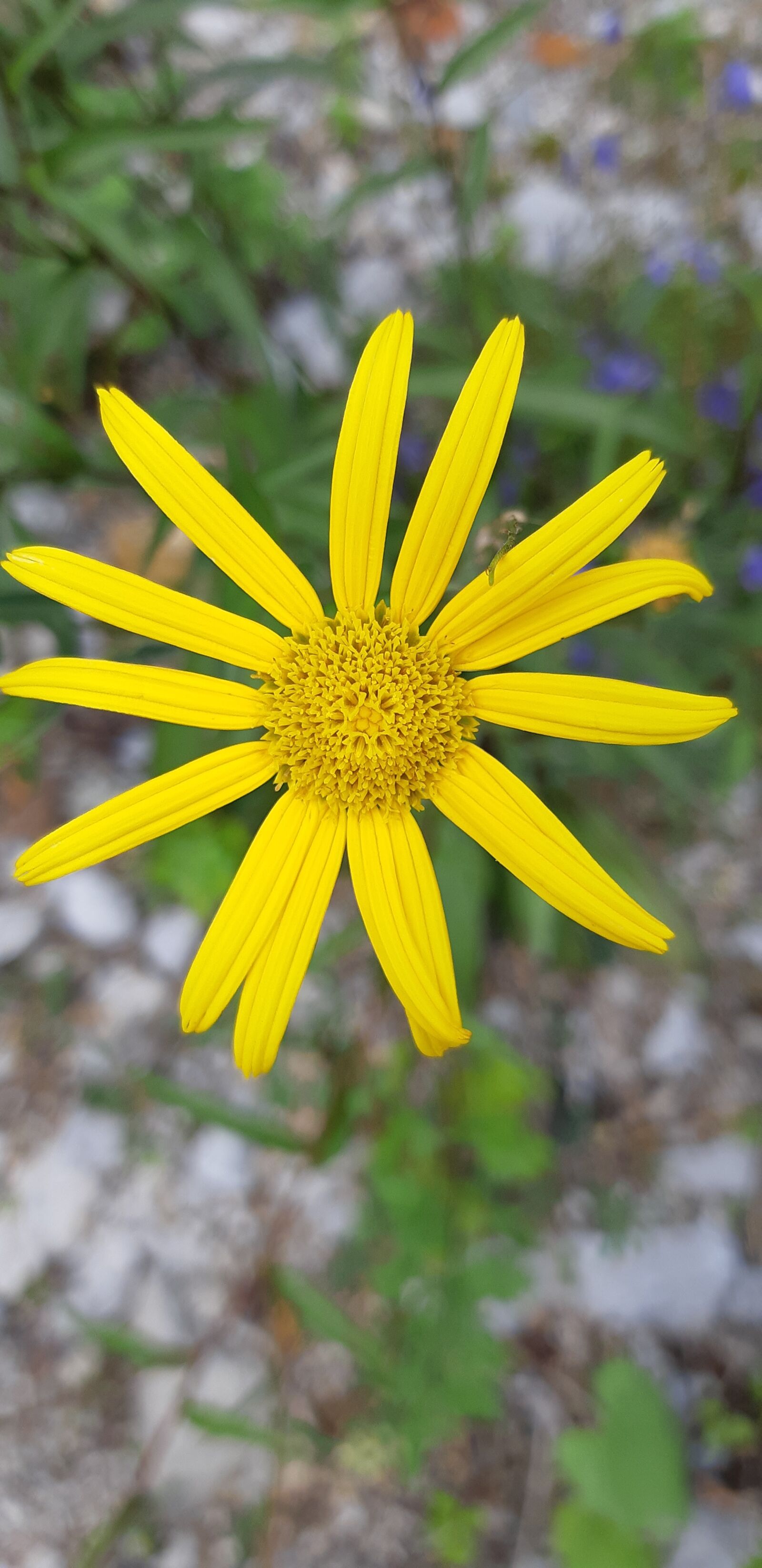 Samsung Galaxy A8(2018) sample photo. Yellow flower, ferragosto, details photography