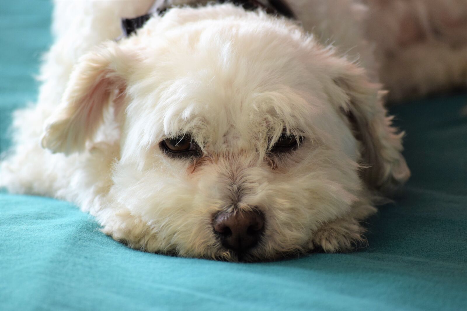 Nikon D3300 sample photo. Bishon poodle, dog, sleepy photography