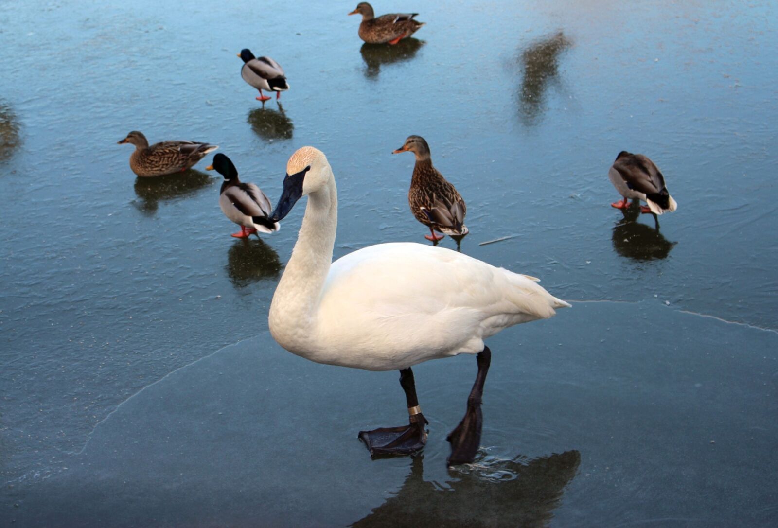 Canon EOS 700D (EOS Rebel T5i / EOS Kiss X7i) sample photo. Birds, fauna, wild birds photography