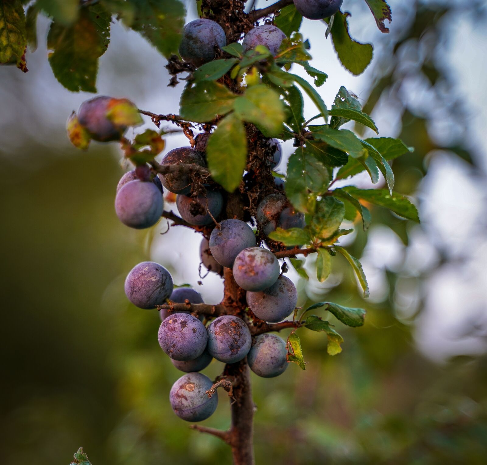 Sony a7 III + Tamron 28-75mm F2.8 Di III RXD sample photo. Blueberries, purple berry, bush photography