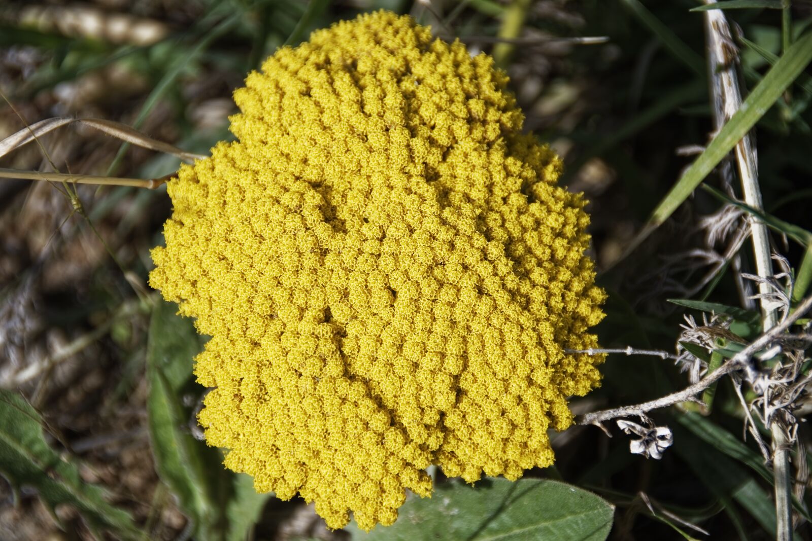 Nikon D500 sample photo. Flower, blossom, bloom photography