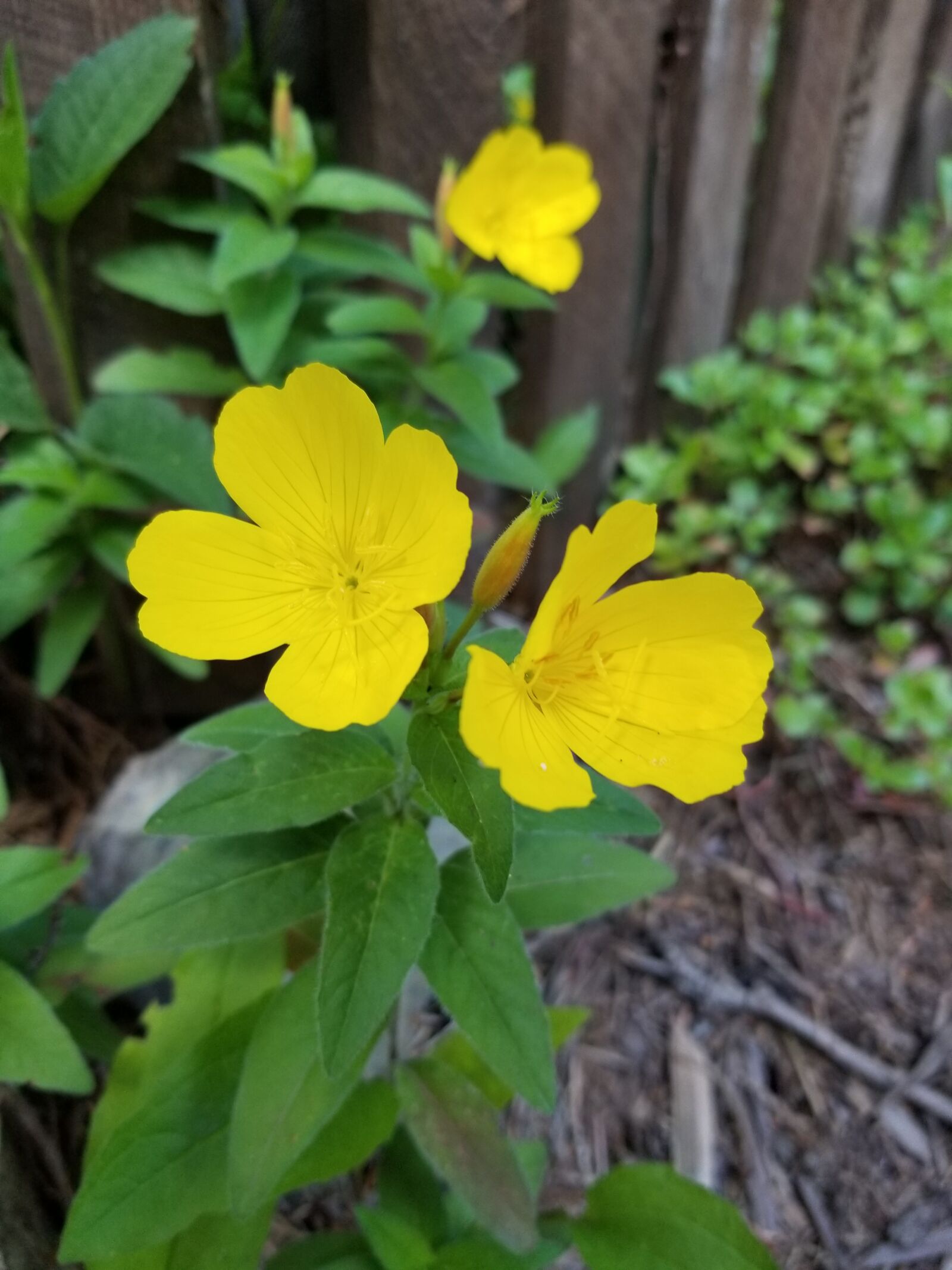 Samsung Galaxy S8 sample photo. Morning primrose, yellow, early photography