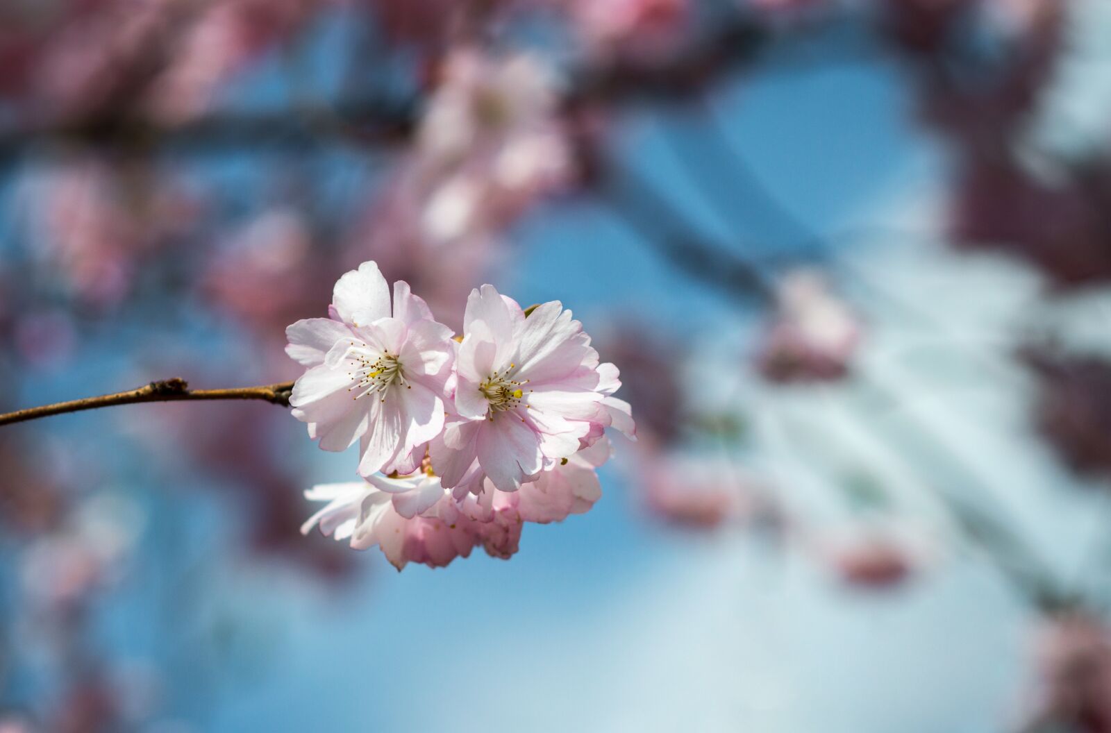 Nikon D3200 sample photo. Cherry blossom, original image photography