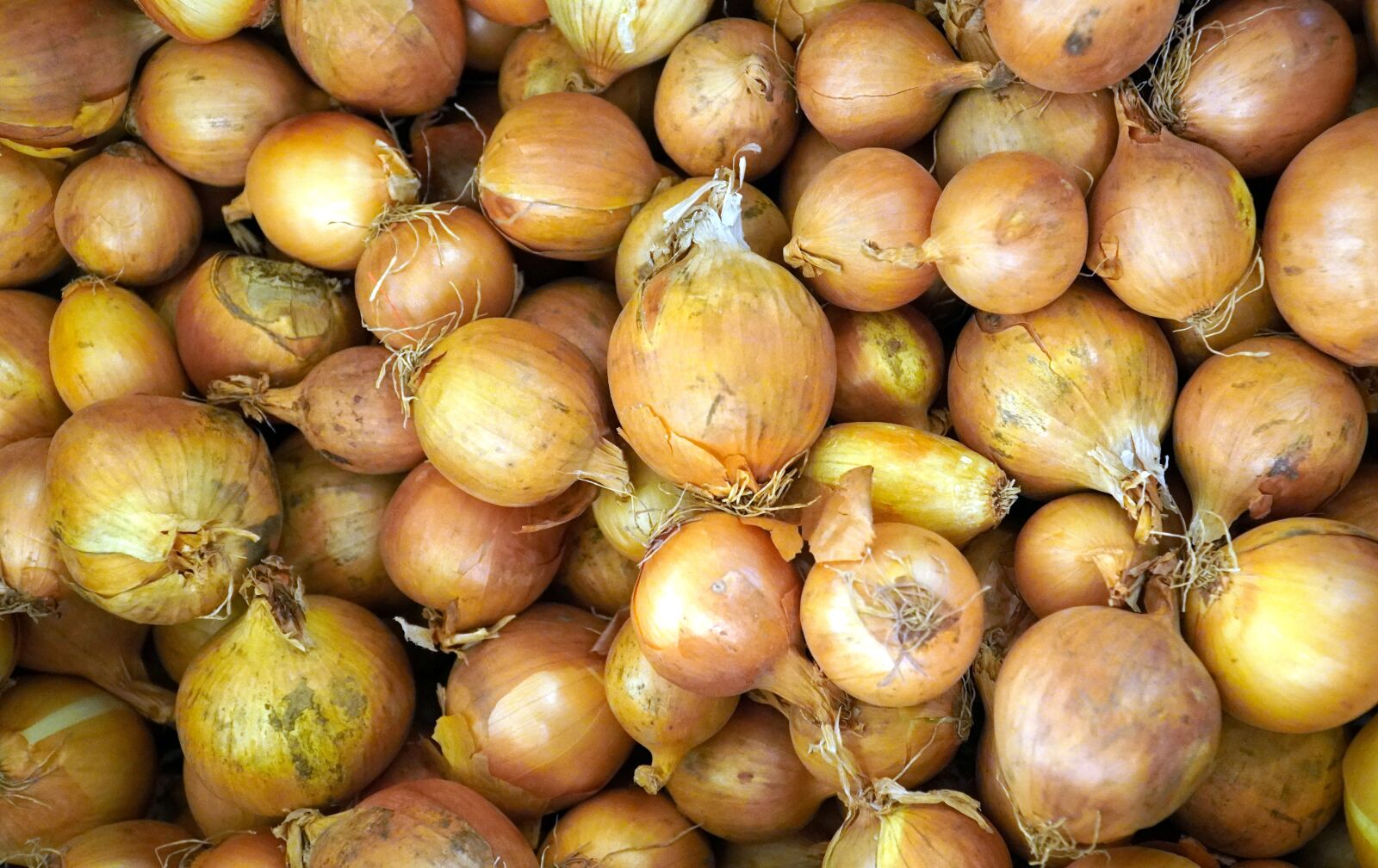 Sony E PZ 18-105mm F4 G OSS sample photo. Onions, vegetables, fresh photography