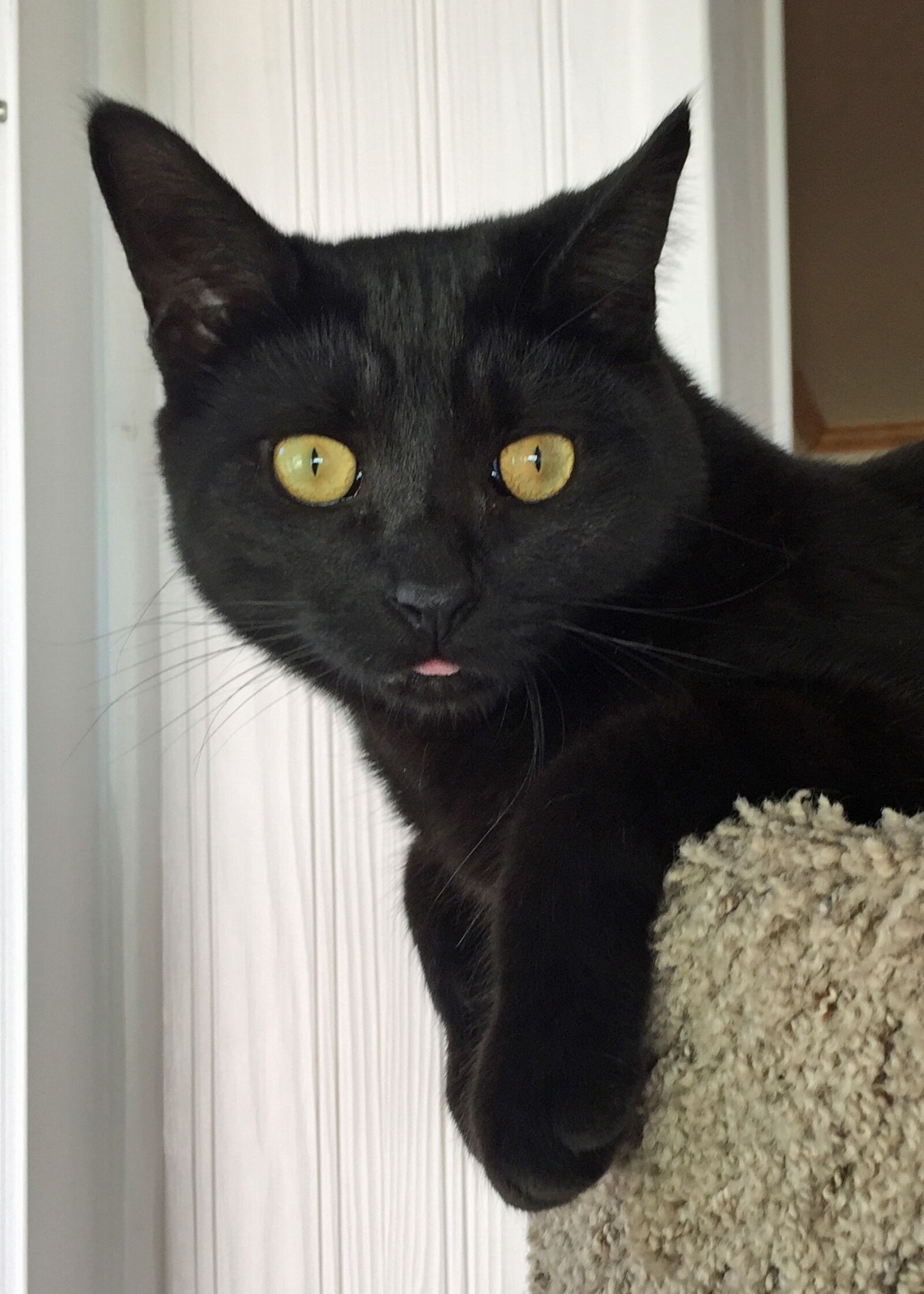 Apple iPhone 6 sample photo. Animal, cat, tongue photography