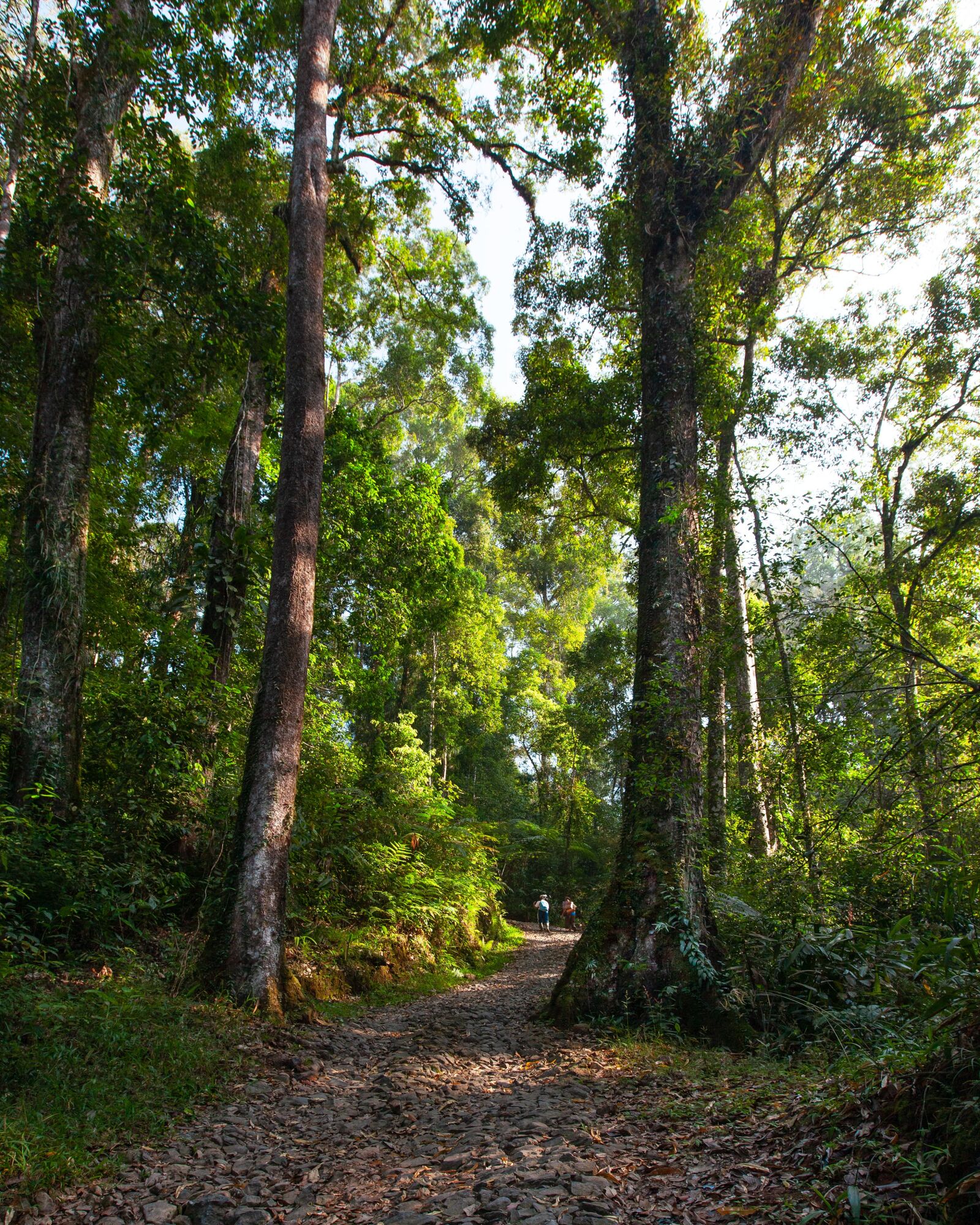 Canon EOS 5D Mark II sample photo. Landscape, tropical, forest photography