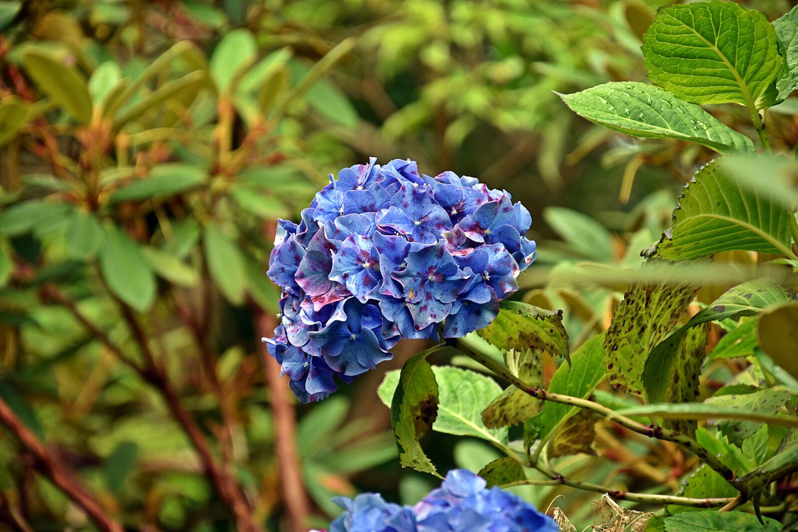 Nikon D3400 sample photo. Nature, plant, leaf photography