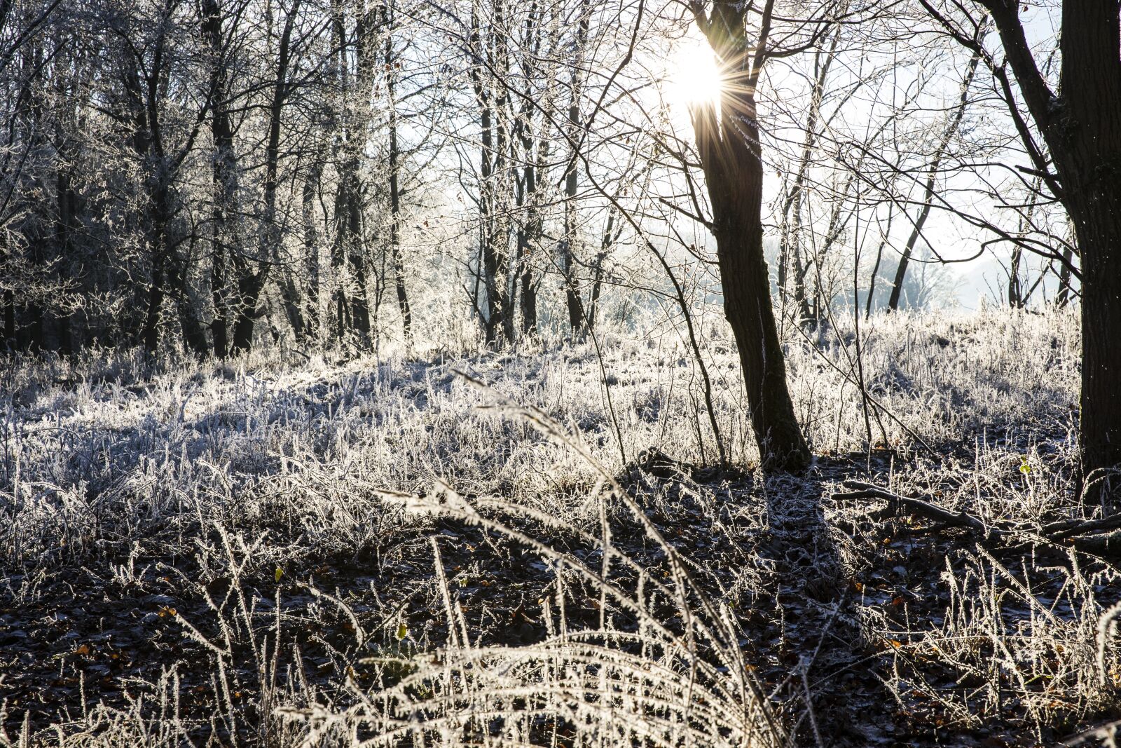 Canon EF 24-70mm F2.8L II USM sample photo. Frost, winter, cold photography