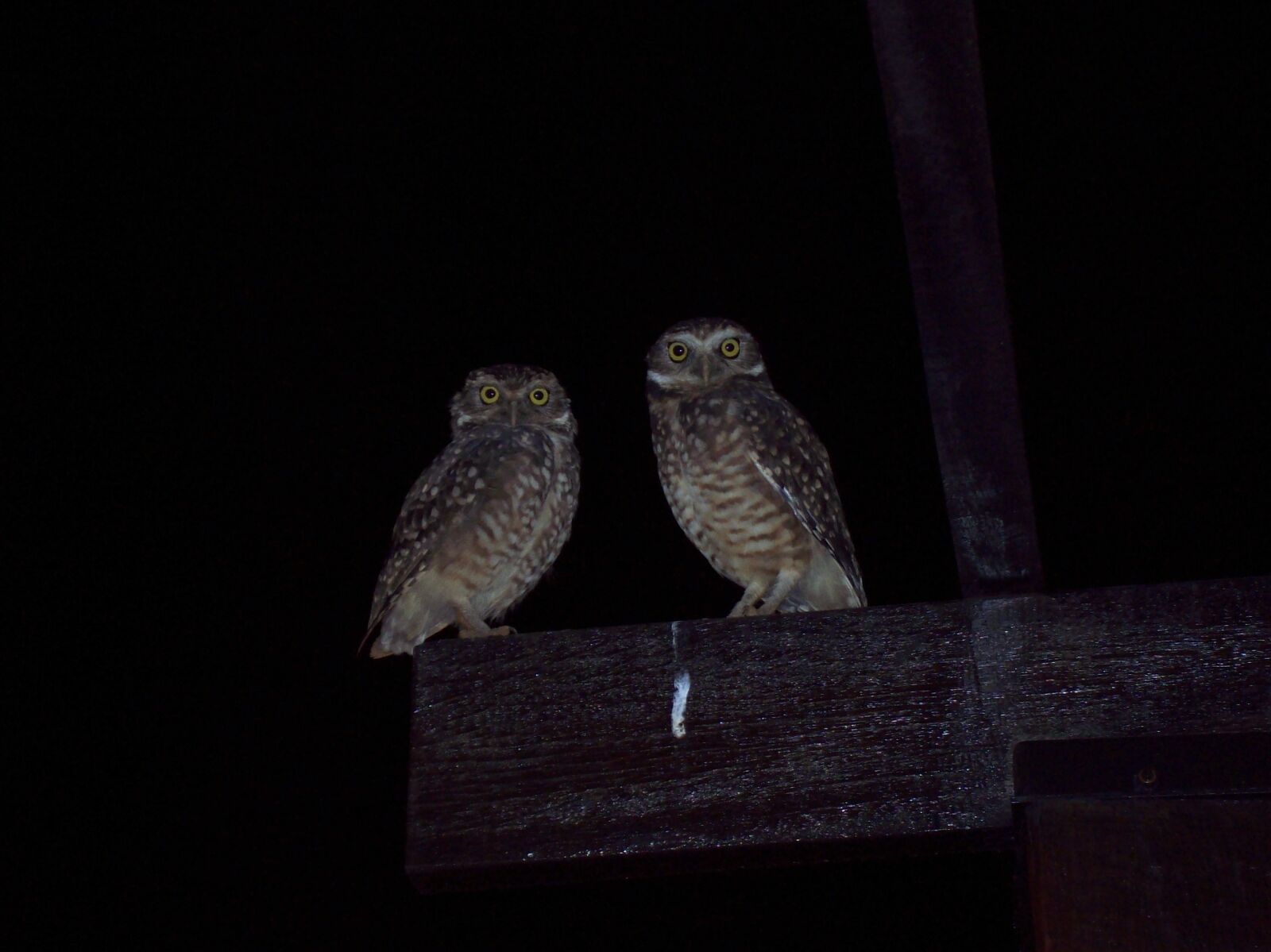 Kodak EASYSHARE C613 ZOOM DIGITAL CAMERA sample photo. Owls photography