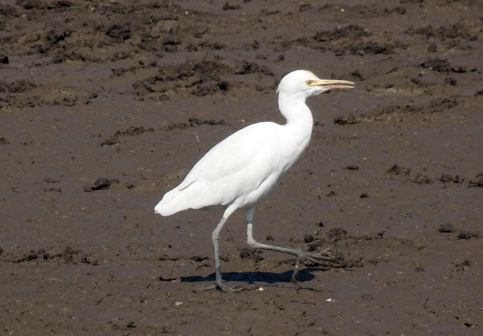 Sony Cyber-shot DSC-HX90V sample photo. Bird, cattle egret, bubulcus photography