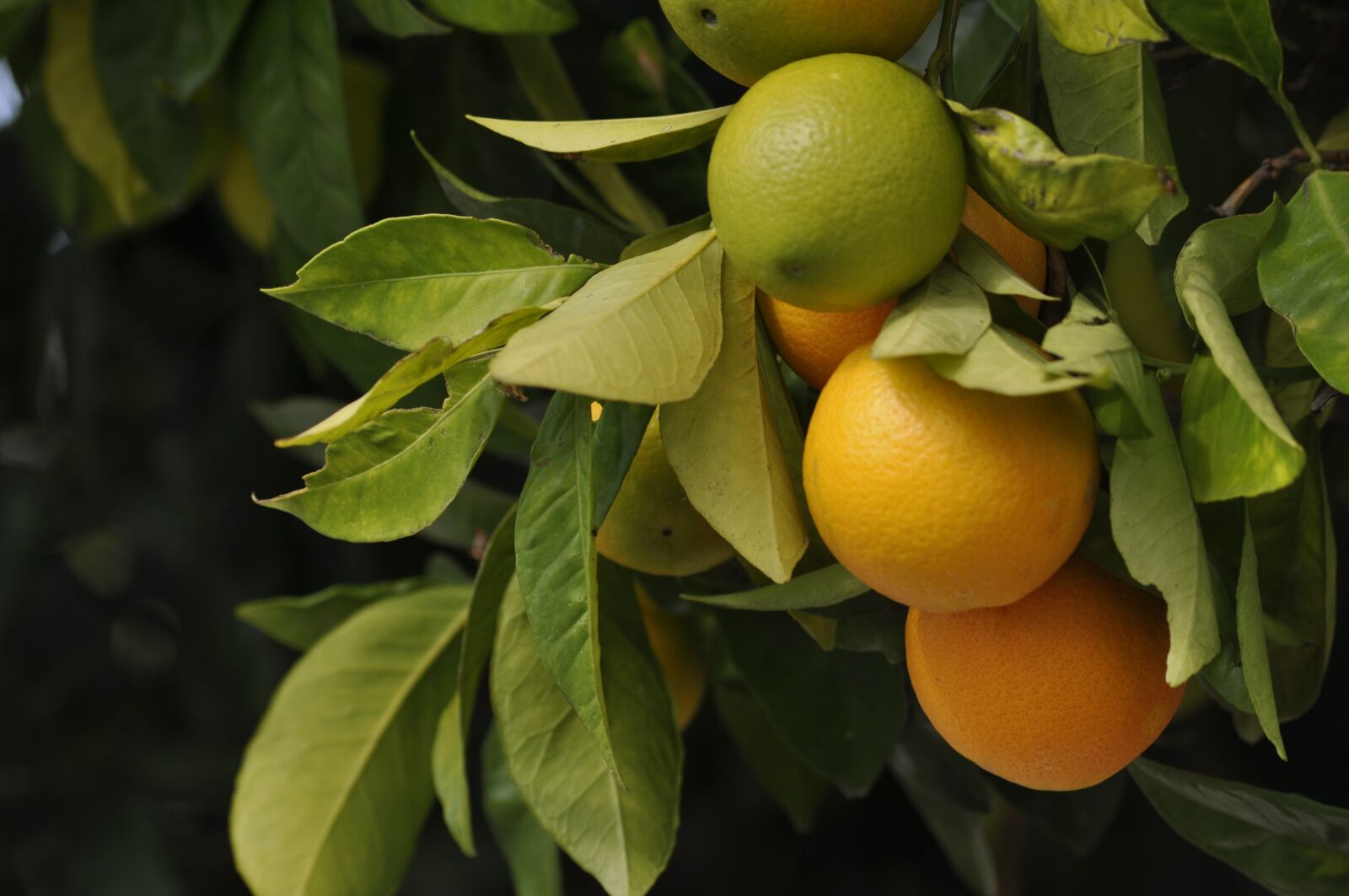 Nikon D90 sample photo. Oranges, green, fruit photography