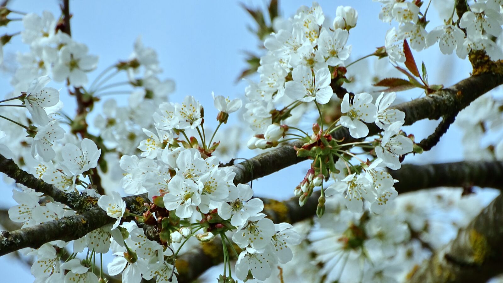 Sony Cyber-shot DSC-HX400V sample photo. Bloom, flower, white flowers photography